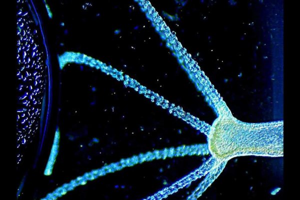 Кракен даркнет ссылка