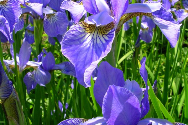 Kraken сайт вход