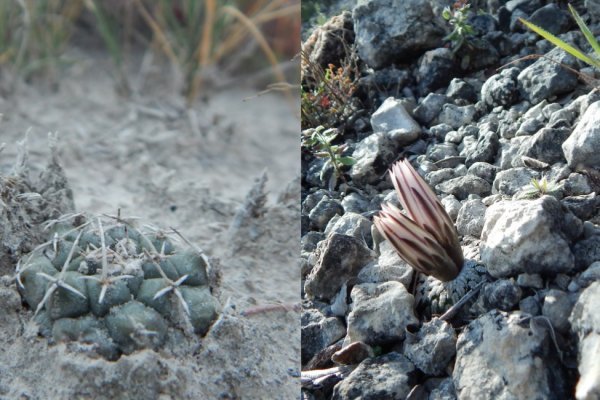 Рабочие ссылки и зеркала кракен